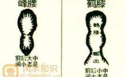 鶴膝蜂腰的解釋_近義詞_反義詞