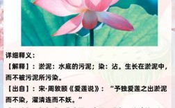 出淤泥而不染的解釋_近義詞_反義詞