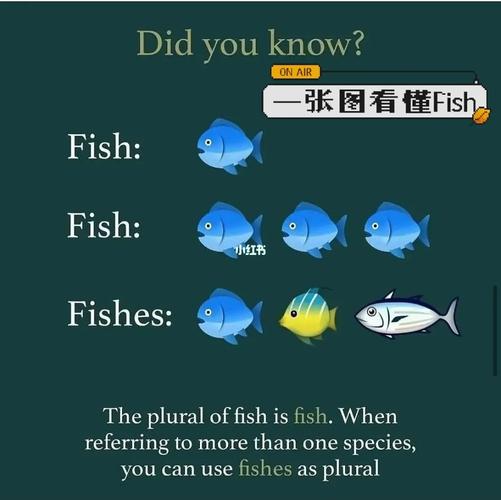 fish可數還是不可數-圖1