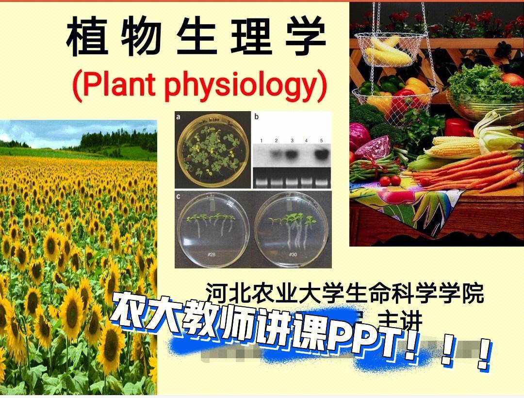 植物學考研就業前景(植物學考研有哪些科目)-圖1
