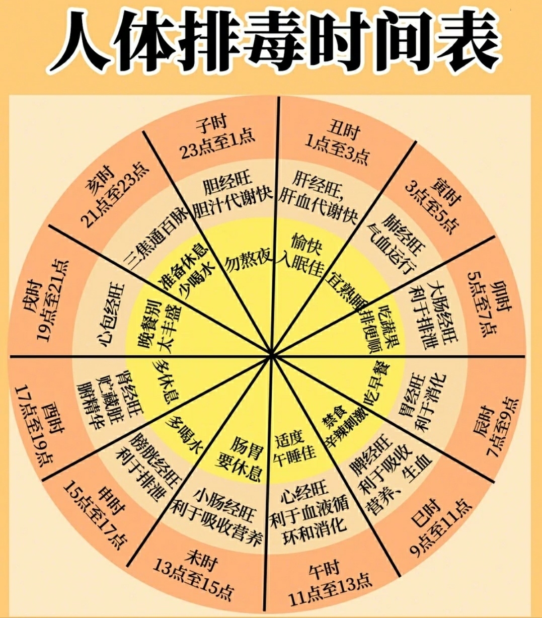 人體生物鐘作息時間表-圖1