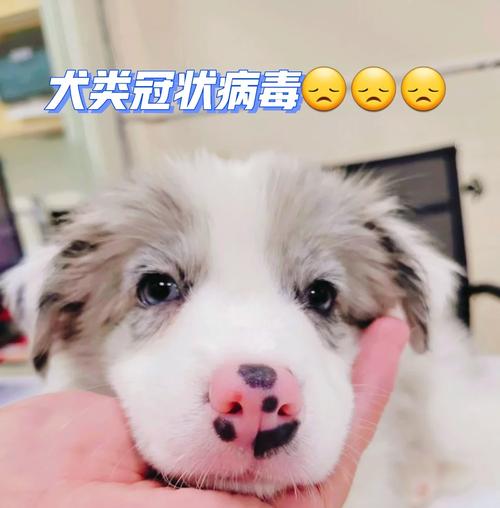 狗狗冠狀病毒會自愈嗎-圖1